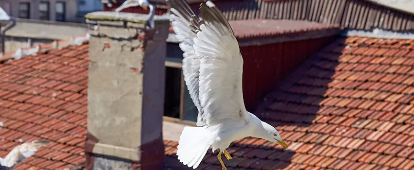 Residential Chimney Animal Removal Solution in Oakley, CA