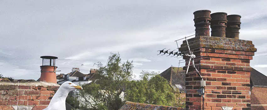 Chimney Cleaning And Restoration in Oakley, California